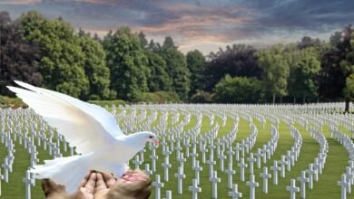 dove of peace 2667123 1280