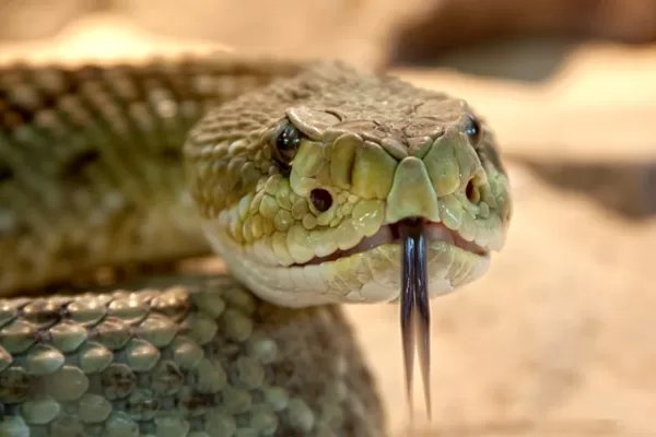 speckled rattlesnake 653642 640