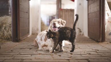 Você é a favor ou contra enterrar PETS em cemitério comum no mesmo jazigo da familia?