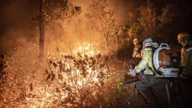 99% dos incêndios no país são provocados por ação humana