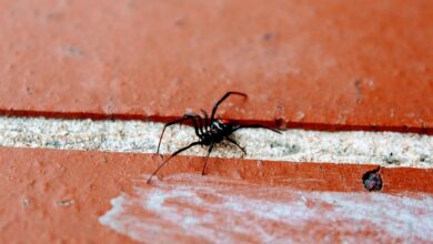 Mulher Injeta Veneno de Aranha Viúva-Negra ao Tentar se Drogar e Acaba na UTI