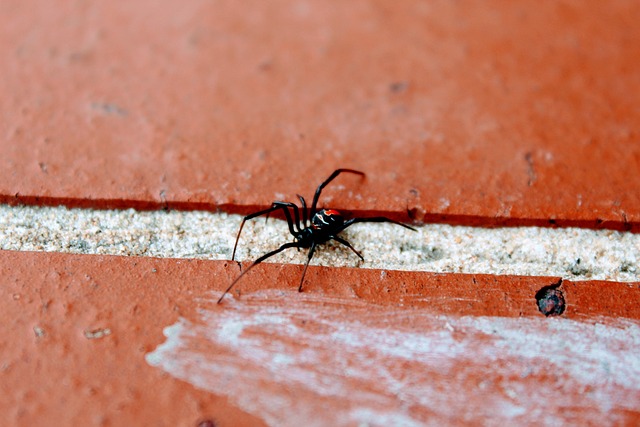 Mulher Injeta Veneno de Aranha Viúva-Negra ao Tentar se Drogar e Acaba na UTI