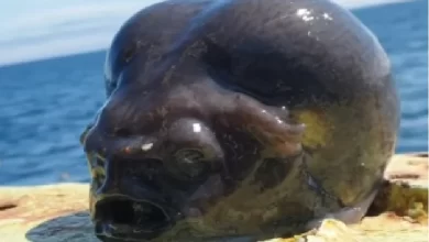Pescador Russo Captura Peixe com Cabeça de Alien e Impressiona a Web