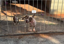 Idosa de 79 Anos é Brutalmente Atacada por Três Pitbulls em Jandaia do Sul