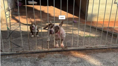 Idosa de 79 Anos é Brutalmente Atacada por Três Pitbulls em Jandaia do Sul
