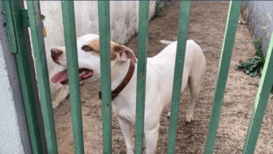 Jovem é atacada por cão e fica gravemente ferida em Apucarana