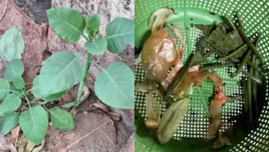 Morte por Intoxicação: Mulher Morre Após Ingerir Planta Tóxica Confundida com Couve em Patrocínio (MG)