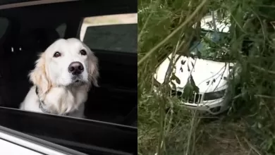 Cachorro engata marcha-ré e faz SUV descer ribanceira em Londrina; vídeo viraliza 2 cachorro