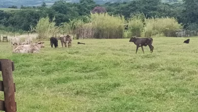 Operação no Vale do Ivaí desarticula organização de ladrões de gado na região