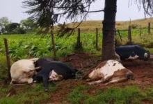 Vacas em pasto rural