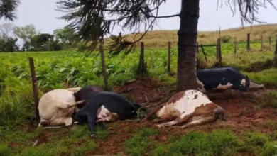 Raio mata cinco vacas leiteiras durante temporal em Rio Bom 3 Vacas em pasto rural