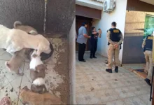Cães resgatados em situação de maus-tratos em Jardim Alegre