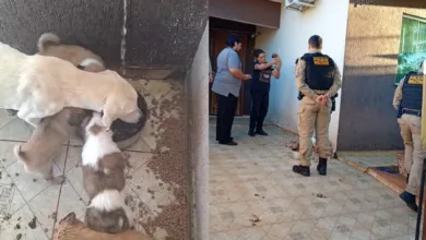 Polícia Militar e protetoras resgatam cinco cães em situação de maus-tratos em Jardim Alegre 1 Cães resgatados em situação de maus-tratos em Jardim Alegre