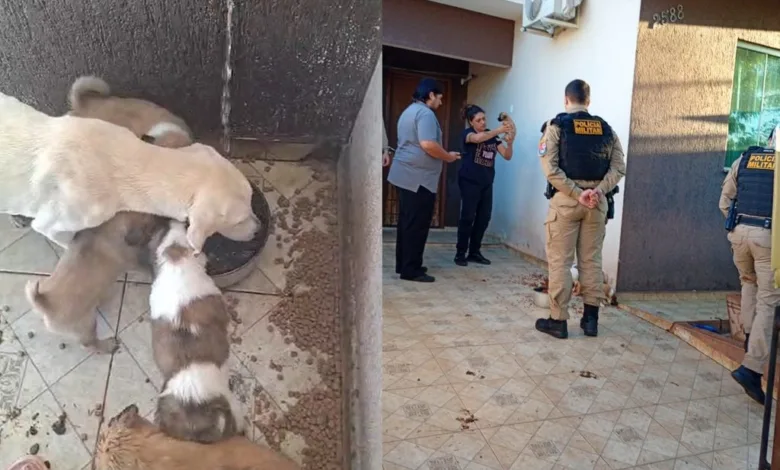 Polícia Militar e protetoras resgatam cinco cães em situação de maus-tratos em Jardim Alegre 1 Cães resgatados em situação de maus-tratos em Jardim Alegre