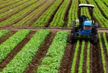 Plantação verde representando o agronegócio brasileiro