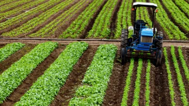 Plantação verde representando o agronegócio brasileiro
