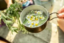 Chá de camomila: veja os benefícios, como preparar e quando consumir 7 Xícara de chá de camomila com flores secas