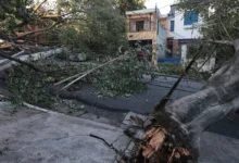 Queda de árvore após ciclone em São Paulo