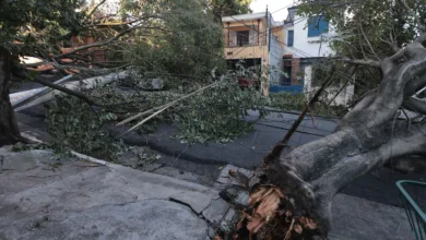 Queda de árvore após ciclone em São Paulo