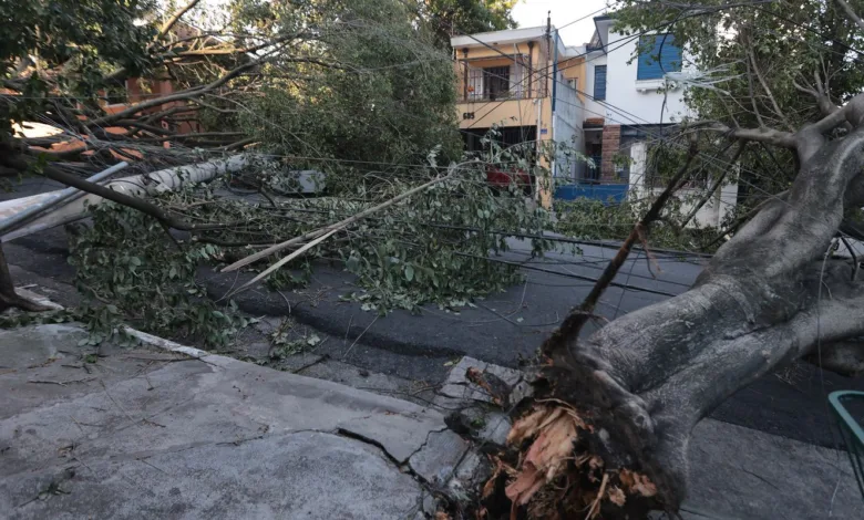 Queda de árvore após ciclone em São Paulo
