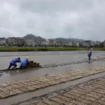 Plantação de grãos na China