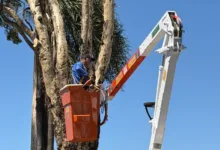 Trabalho de retirada de eucalipto em Apucarana