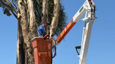 Prefeitura de Apucarana faz retirada preventiva de eucalipto com risco de queda ao lado do Espaço das Feiras 2 Trabalho de retirada de eucalipto em Apucarana