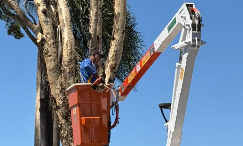 Trabalho de retirada de eucalipto em Apucarana