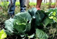Produtores e voluntários em ação voltada à segurança alimentar.