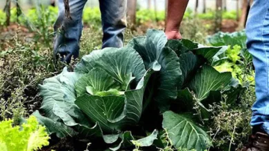 Produtores e voluntários em ação voltada à segurança alimentar.