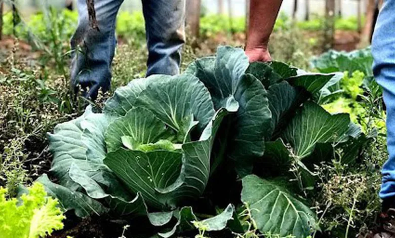 Produtores e voluntários em ação voltada à segurança alimentar.