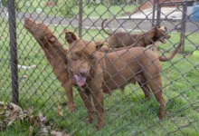 Cães resgatados pelo Cemsa em Apucarana