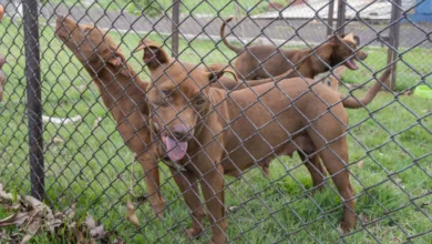 Cemsa de Apucarana investiga abandono de cães e reforça alerta sobre tutoria 16 Cães resgatados pelo Cemsa em Apucarana