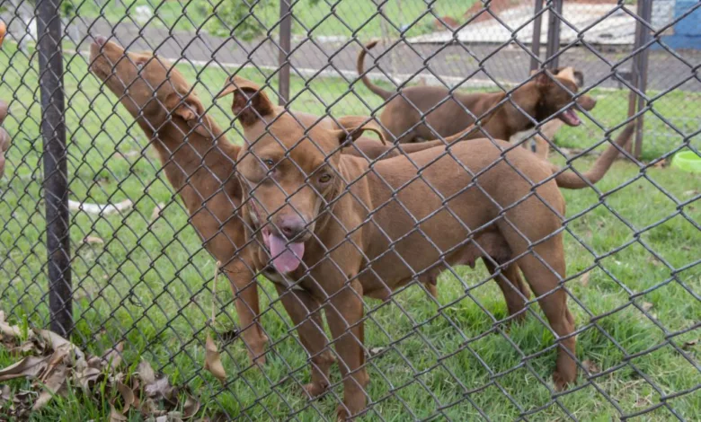 Cães resgatados pelo Cemsa em Apucarana