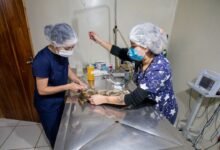 Cães e gatos abrigados no Centro Municipal de Saúde Animal em Apucarana
