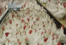 Carne de frango e embalagens em linha de produção
