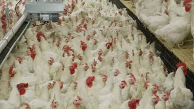 Carne de frango e embalagens em linha de produção