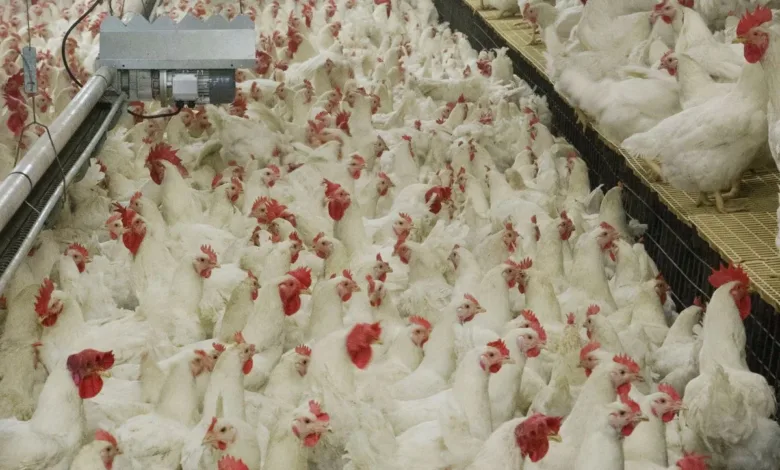 Carne de frango e embalagens em linha de produção