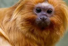 COP17 da Biodiversidade começa nesta segunda-feira na Armênia para revisar metas globais 5 Vista da cidade de Yerevan na Armênia.