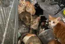 Gatos resgatados ou capturados