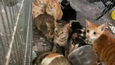 Gatos resgatados ou capturados
