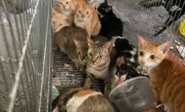 Gatos resgatados ou capturados